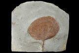 Detailed Fossil Leaf (Zizyphoides) - Montana #99348-1
